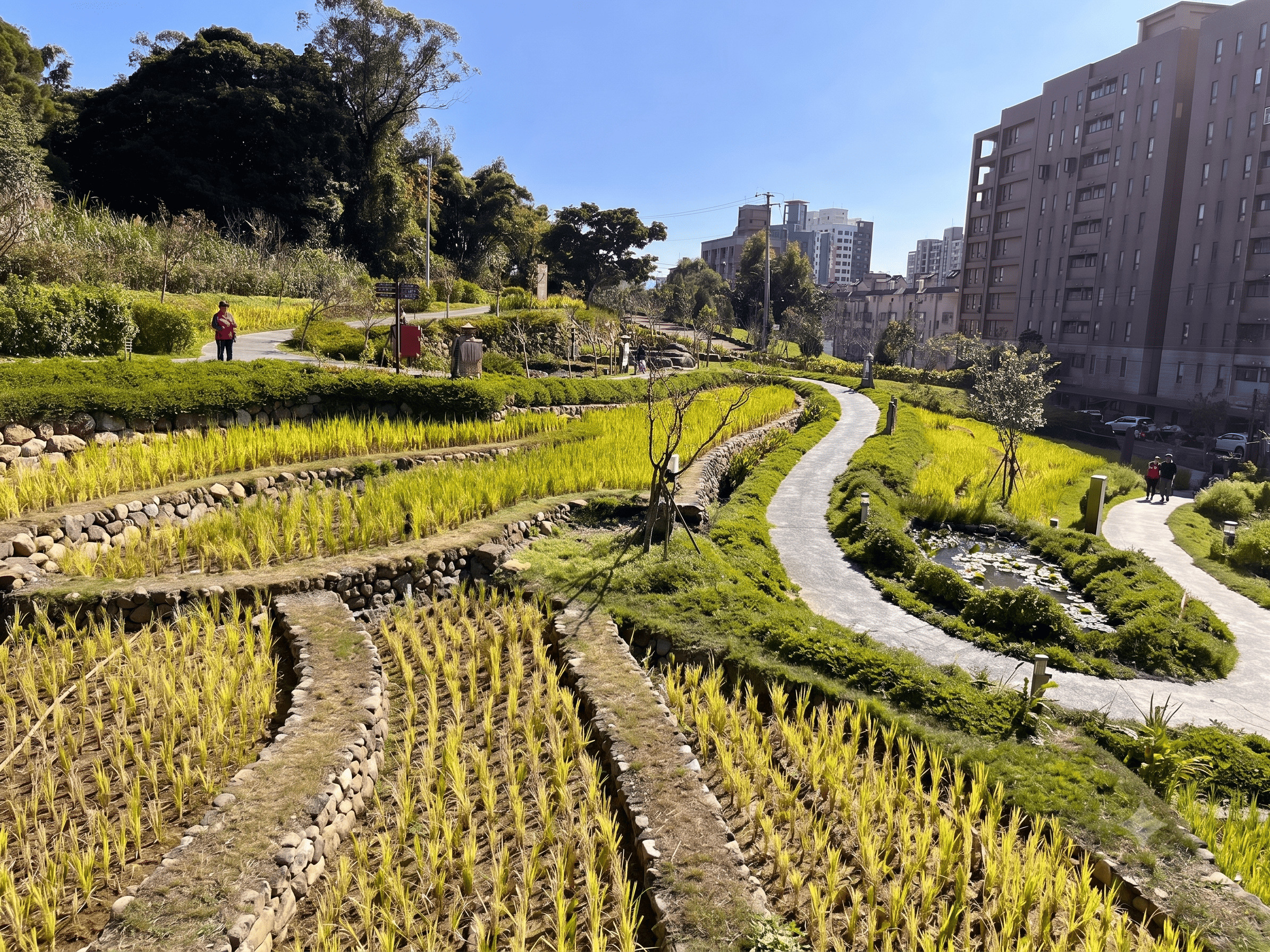 大有梯田生態公園